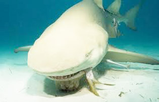 Sharks